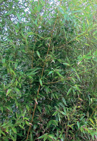 Semiarundinaria densiflora