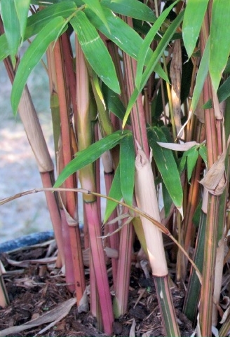 Bambusa multiplex "Alphonse Karr"