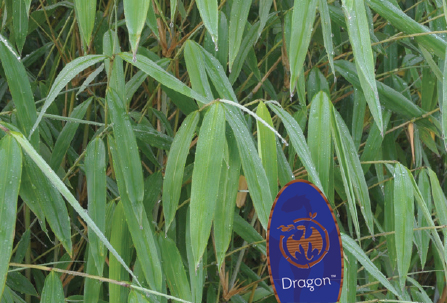Fargesia 'Blue Dragon'™