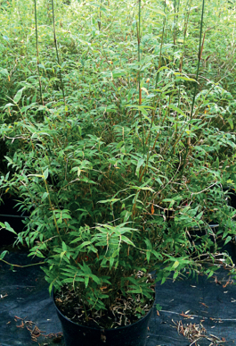 Bambusa multiplex "Floribunda"