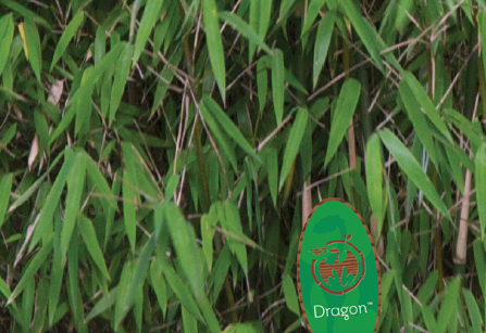 Fargesia 'Green Dragon'™