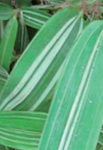 Phyllostachys aurea "Albovariegata"