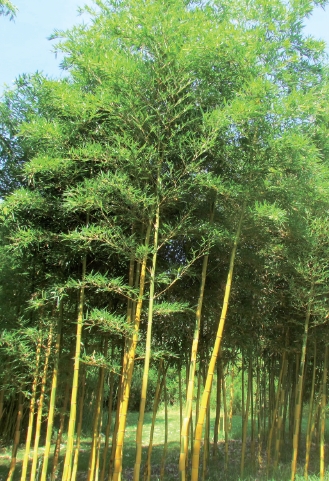 Phyllostachys bambusoides "Castilloni"