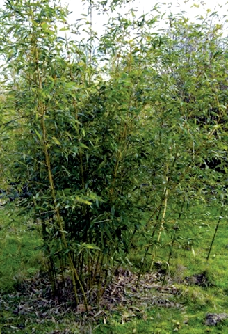 Phyllostachys bambusoides "Castilloni-Inversa"