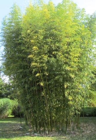 Phyllostachys bambusoides "Tanakae"
