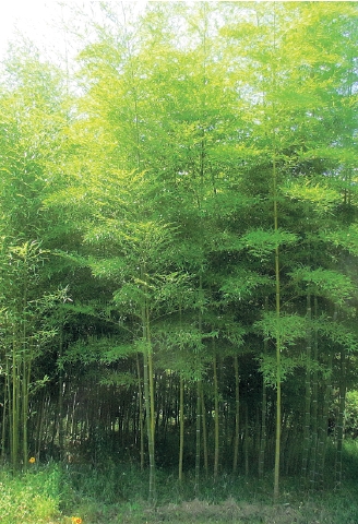 Phyllostachys pubescens