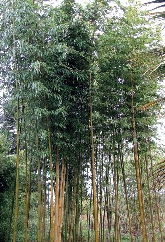 Phyllostachys vivax “Huangwenzhu“