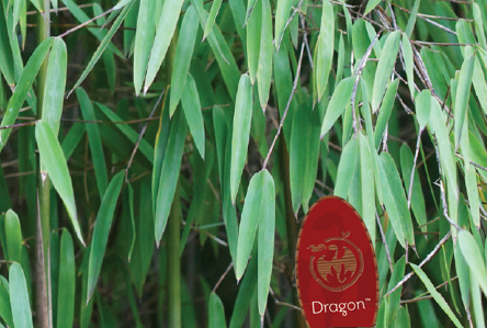 Fargesia 'Red Dragon'™